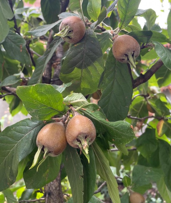 Mosmon Nottingham (radacina nuda)
