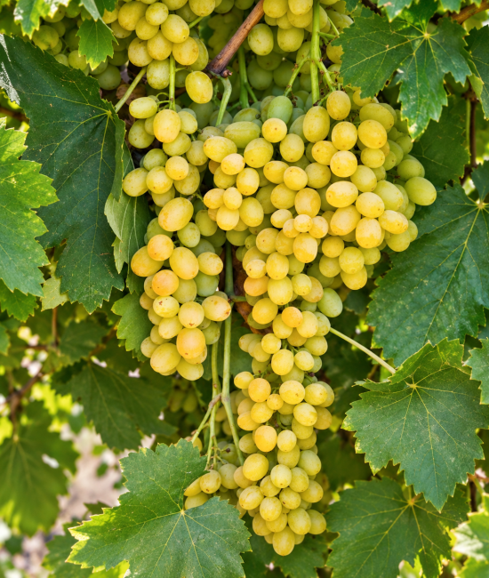 Vita de vie Muscat Ottonel (radacina libera)