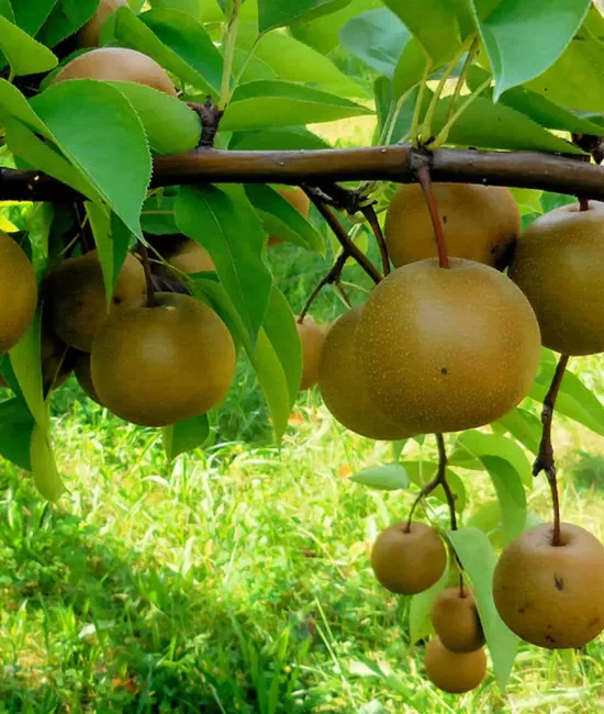 Par Nashi (radacina nuda) Par Nashi (radacina nuda)