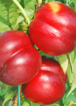 Nectarin Pitic Didone pe rod (radacina nuda)