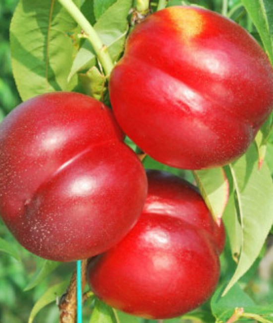 Nectarin Pitic Didone pe rod (radacina nuda)