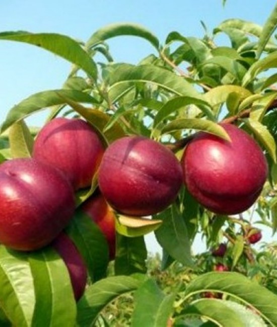 Nectarin Stark Red Gold (radacina nuda)