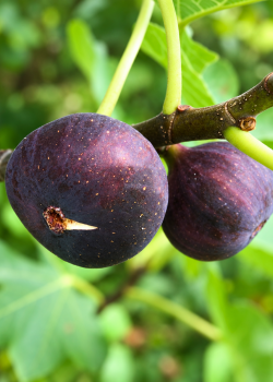Smochin Brogiotto Nero (radacina nuda)