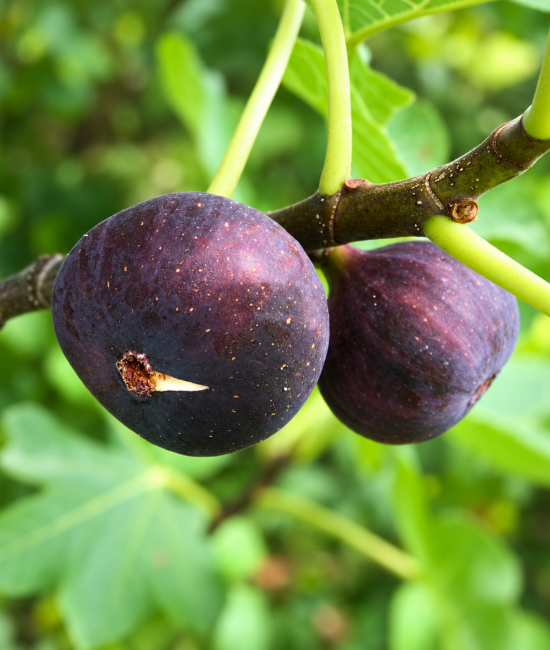 Smochin Brogiotto Nero (radacina nuda)