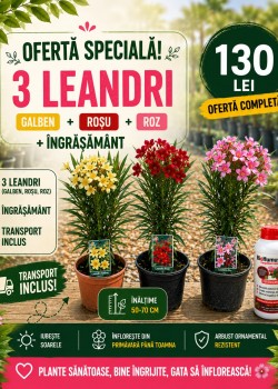 Pachet Promoțional – 3 Leandri + Îngrășământ + Transport GRATUIT