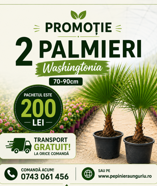 Pachet 2 Palmieri Washingtonia 70-90cm (ghiveci)
