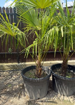 Palmier Trachycarpus Fortunei 1-1.3m (ghiveci)