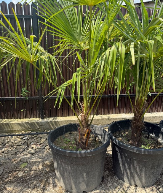 Palmier Trachycarpus Fortunei 1-1.3m (ghiveci)