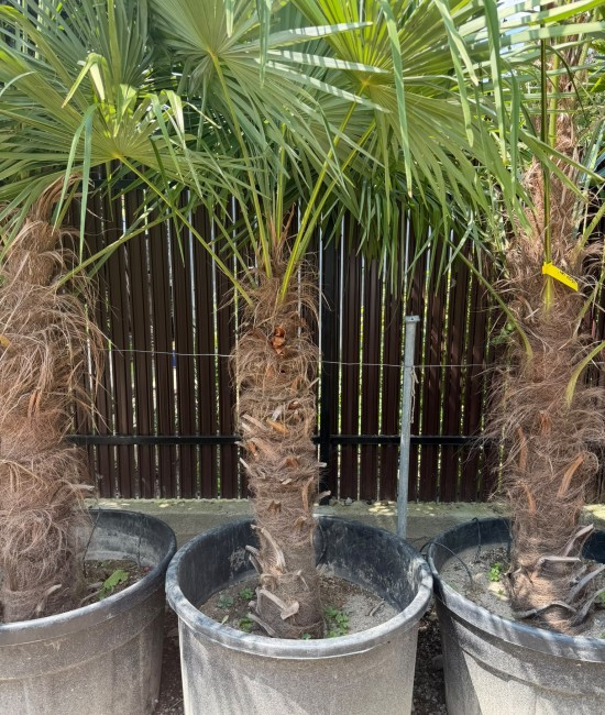 Palmier Trachycarpus Fortunei 1.5-2m (ghiveci)