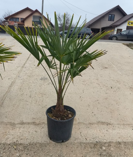 Palmier Trachycarpus Fortunei 60-90cm (ghiveci)