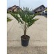 Palmier Trachycarpus Fortunei 60-90cm (ghiveci)