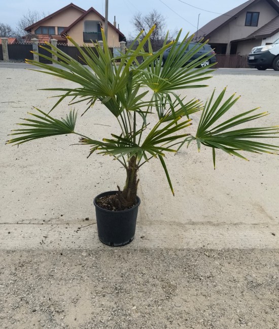 Palmier Trachycarpus Fortunei 60-90cm (ghiveci)