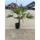 Palmier Trachycarpus Fortunei 60-90cm (ghiveci)