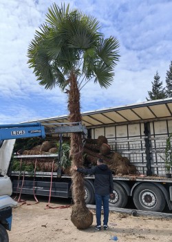 Palmier Trachycarpus Fortunei balot 3.00-4.00 m