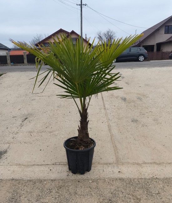 Palmier Trachycarpus Fortunei 1.00-1.50m (ghiveci)