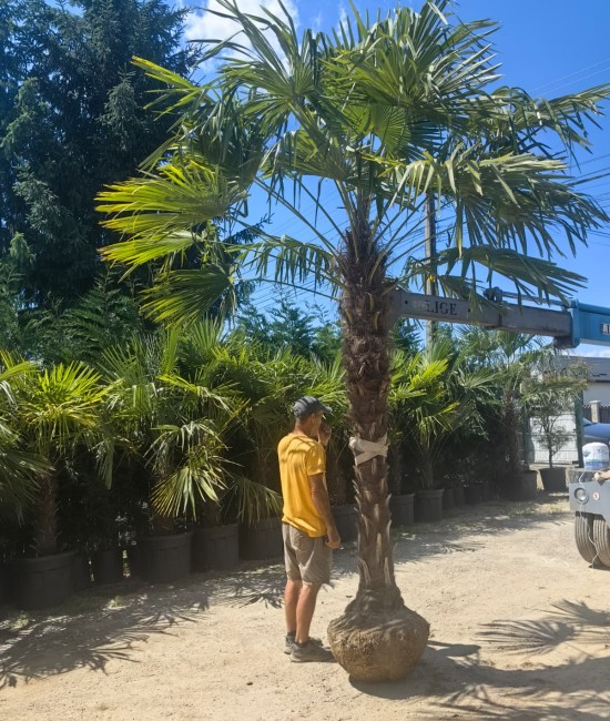 Palmier rezistent la frig Trachycarpus fortunei 2-3m (balot)