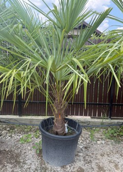 Palmier Trachycarpus Fortunei  1.5-1.7m (ghiveci)