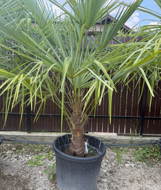 Palmier Trachycarpus Fortunei  1.5-1.7m (ghiveci)