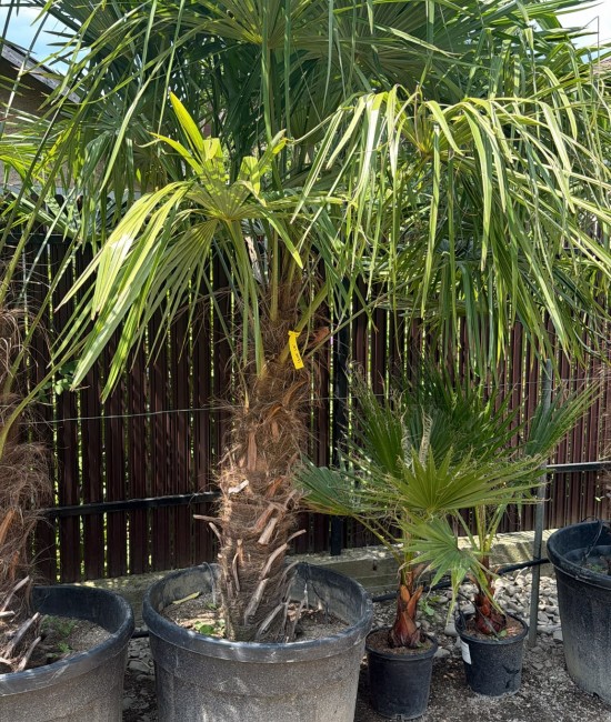 Palmier Trachycarpus Fortunei 1.7-2m (ghiveci)