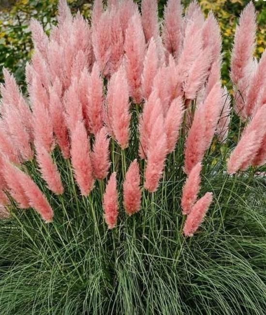 Iarba de pampas roz
