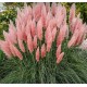Iarba de pampas roz
