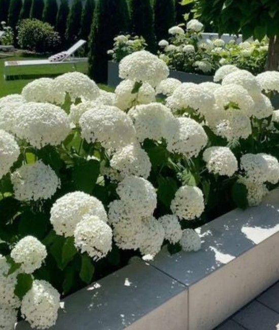 Hortensie Paniculata Annabelle 30-40cm (alveola)