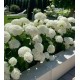 Hortensie Paniculata Annabelle 30-40cm (alveola)
