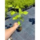 Hortensie Paniculata Annabelle 30-40cm (alveola)