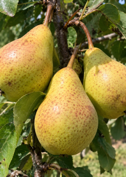 Par Moscatello (radacina libera)