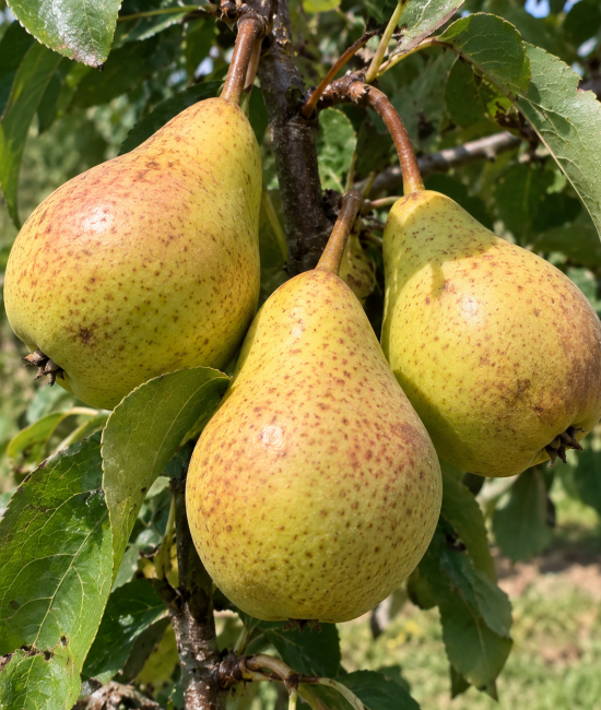 Par Moscatello (radacina libera)