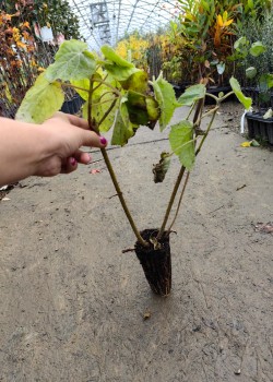 Paulownia (alveola) Paulownia (alveola)