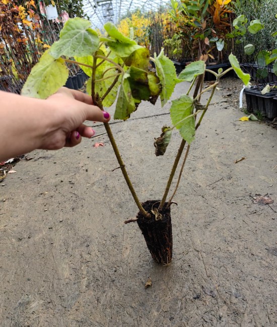 Paulownia (alveola)
