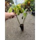 Paulownia (alveola)