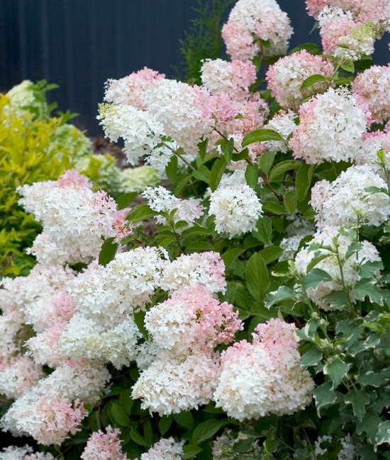 Hortensie Paniculata Phantom 20-30cm (alveola)