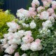 Hortensie Paniculata Phantom 20-30cm (alveola)
