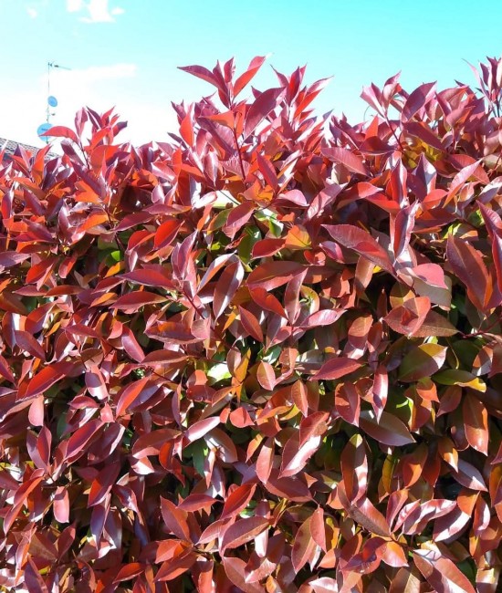 Photinia Red Robin 20-30 cm (ghiveci)