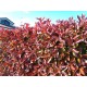 Photinia Red Robin 20-30 cm (ghiveci)