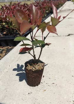 Photinia Red Robin 20-30 cm (ghiveci)