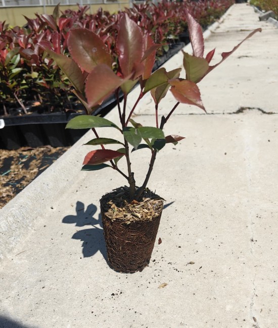 Photinia Red Robin 20-30 cm (ghiveci)