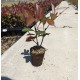 Photinia Red Robin 20-30 cm (ghiveci)
