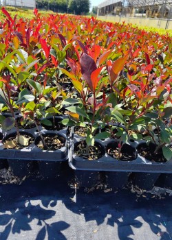 Photinia Red Robin 20-30 cm (ghiveci) Photinia Red Robin 20-30 cm (ghiveci)