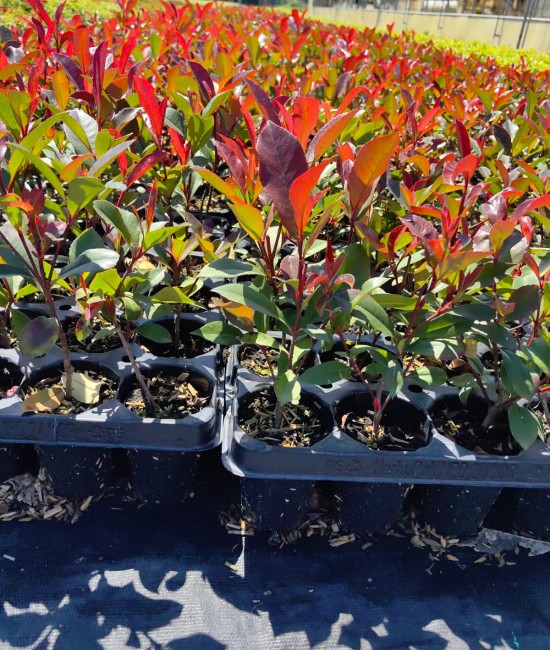 Photinia Red Robin 20-30 cm (ghiveci)