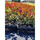 Photinia Red Robin 20-30 cm (ghiveci)