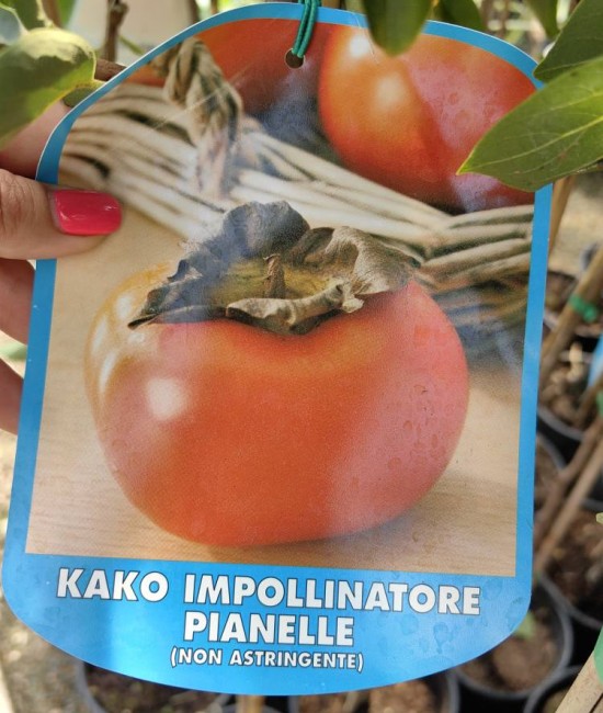 Kaki impollinatore pianolle la ghiveci