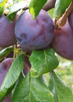  Prun Anna Spath (radacina nuda)