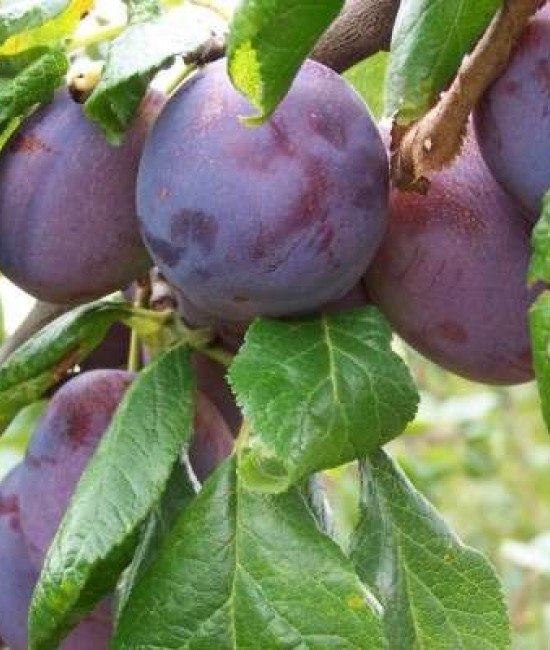  Prun Anna Spath (radacina nuda)