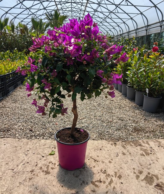Bougainvillea(Floare de hartie) Pomisor 40-60cm (ghiveci)