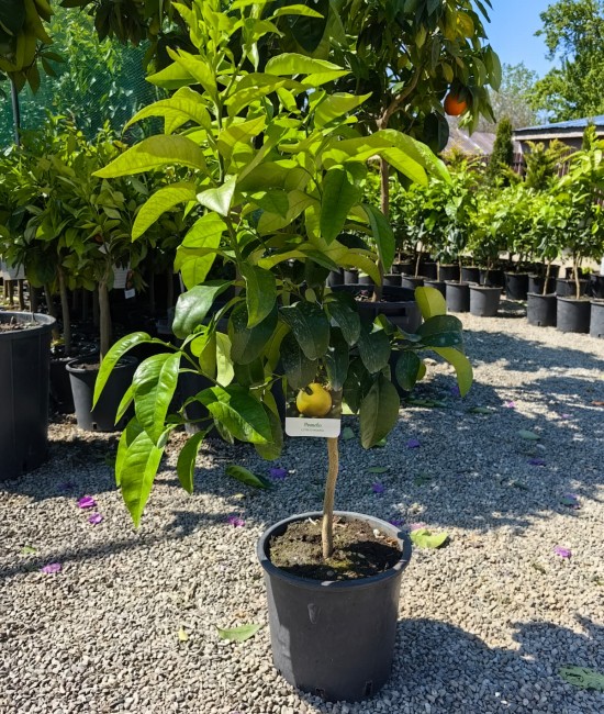 Pomelo 50-70cm (ghiveci)