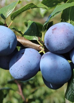 Prun Tophit (radacina nuda)