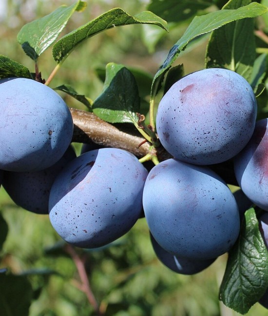 Prun Tophit (radacina nuda)